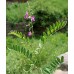 WELLSON Tephrosia Purpurea Seeds - Kolinchi Vithai Wild Indigo Seeds Sarphokha Tephrosia Purpurea Seed for Planting Gardening 