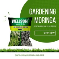  WELLSON  Moringa Seeds (Drumstickseeds)...