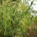  WELLSON  Moringa Seeds (Drumstickseeds) - PKM1 Hybrid Drumstick Seeds for Vegetable Plantation Seeds/ PKM1 Moringa Oleifera Seeds