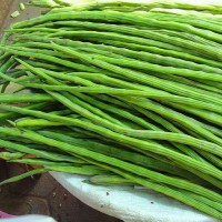 Indian Fresh Vegetables Drumstick Suppliers & Exporters In India